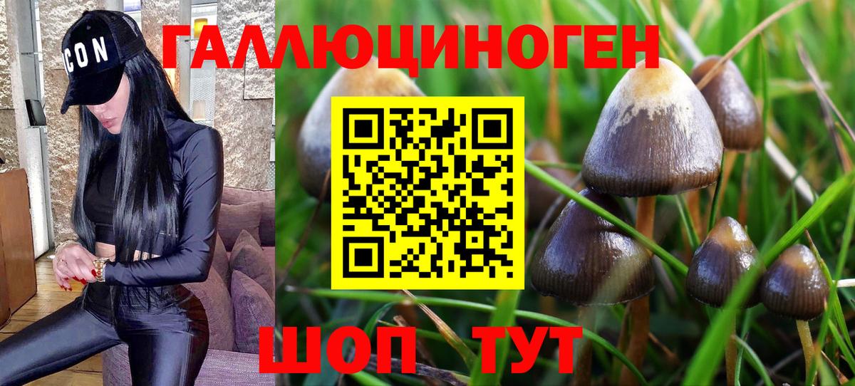 сколько стоит  Вход с VPN  Муром  Псилоцибиновые грибы Magic Shrooms 